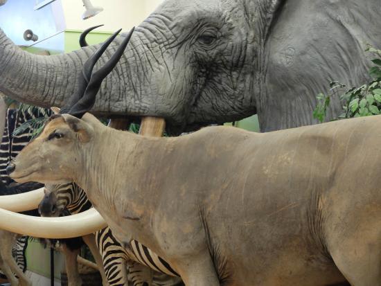 Buena Vista Museum of Natural History